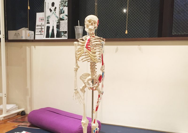 骨模型がこちらを見つめている