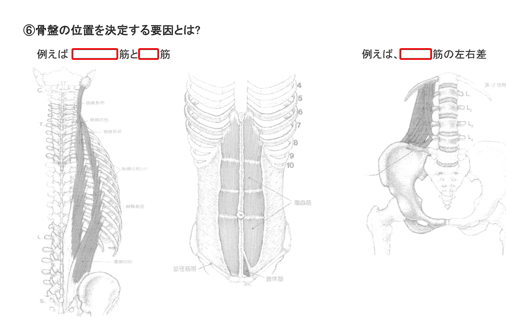 ヨガ解剖学講師内田かつのり先生の講座「骨盤セラピー」のテキストの一部