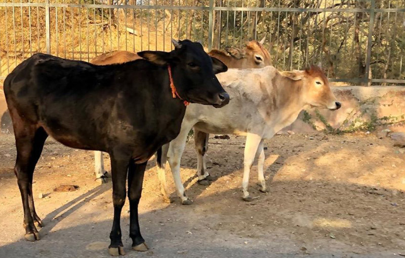 瞑想センターでは撮影禁止のため、近くの広間にて。実際にはもっと様々な動物がいる。