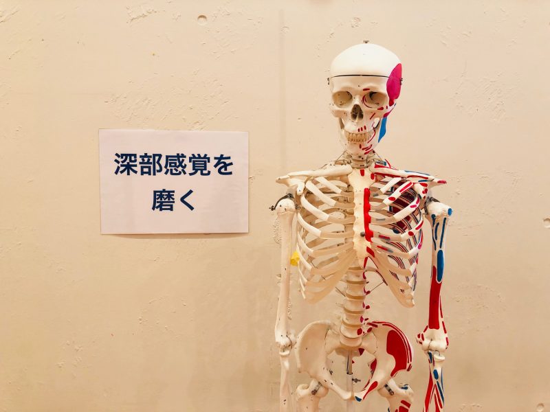 骨模型と解剖学用語のポスター