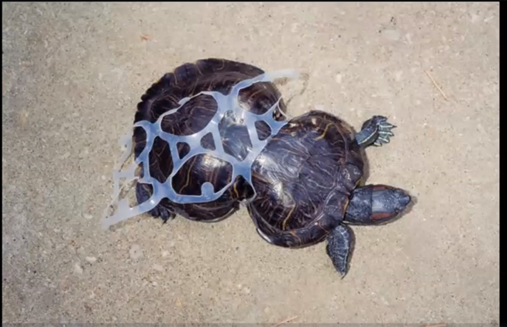 ハワイのウミガメの様子