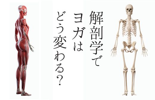 内田かつのり解剖学