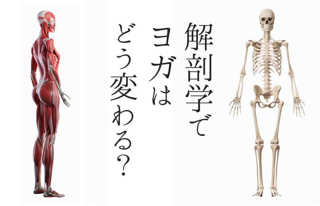 内田かつのり解剖学