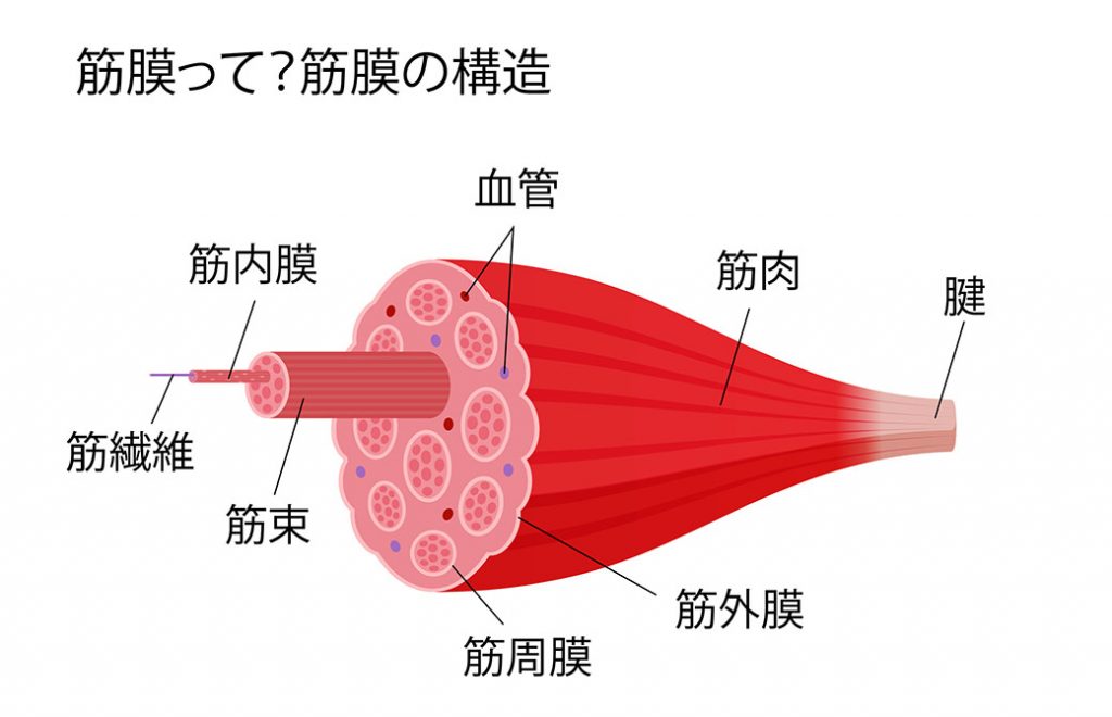 筋膜の構造