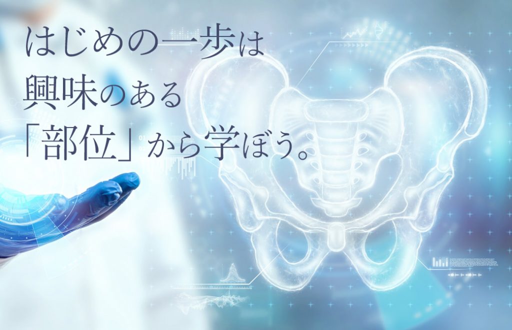 青の背景にぼやけた医師と、白く光っているように描かれた骨盤のイラスト