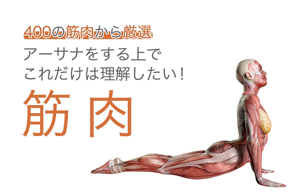 佐久間涼子 アーサナ解剖学